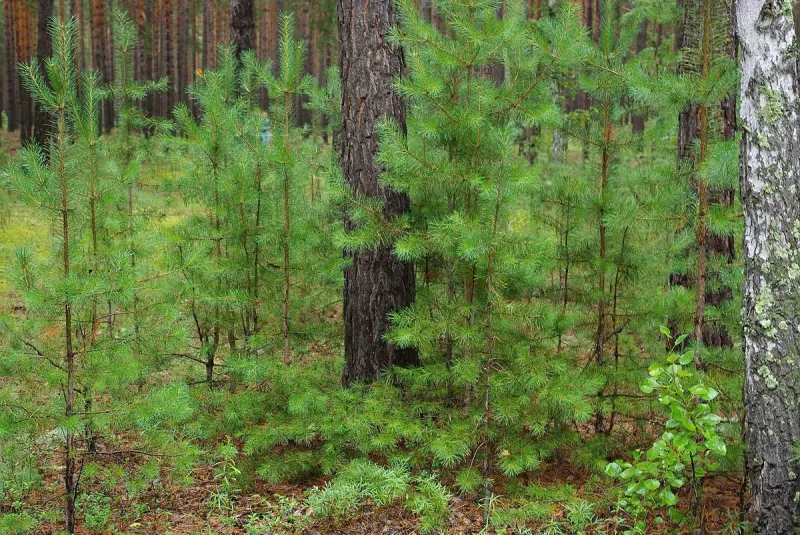 iwebp-22