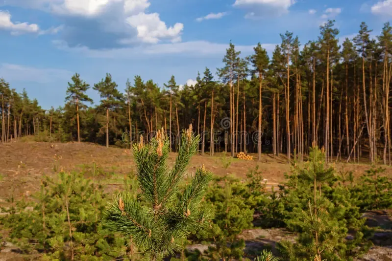 young-pines-pine-trees-planted-site-cut-117004753